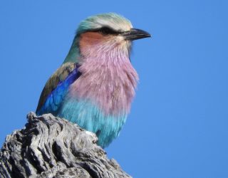 Lilac-Breasted Roller spotted in the Kruger National Park