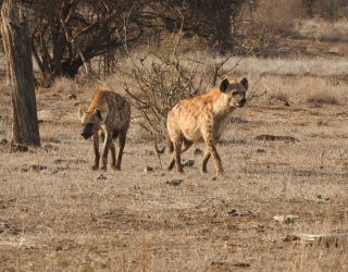 Spotted Hyenas seen on safari with Alan Tours