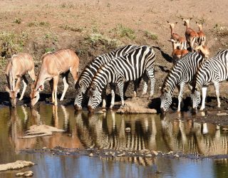 Wildlife Diversity in the Kruger National Park