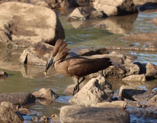 Hamerkop spotted by Alan Tours in the Kruger National Park