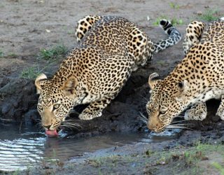 Leopards in the Kruger National Park